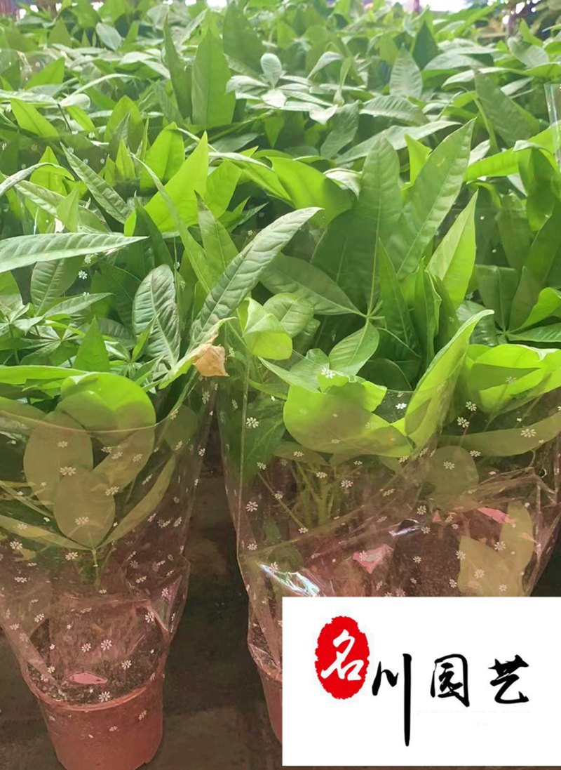 成都基地供应发财树盆栽四季常绿室内大型盆栽量大从优
