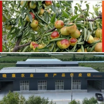 【沾化冬枣】精品鲜枣产地直供电商对接多多仓发货诚信代办