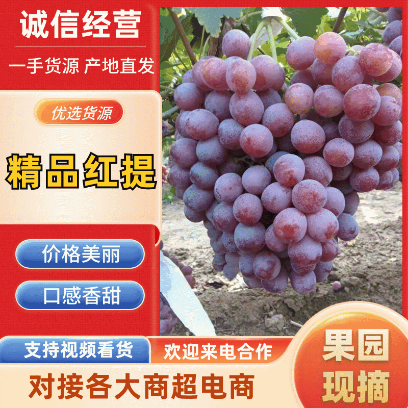 陕西精品红提一手货源各种品质产地直发量大从优品质保障