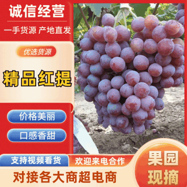 红提/陕西蒲城精品红提一手货源各种品质产地直发品质保障