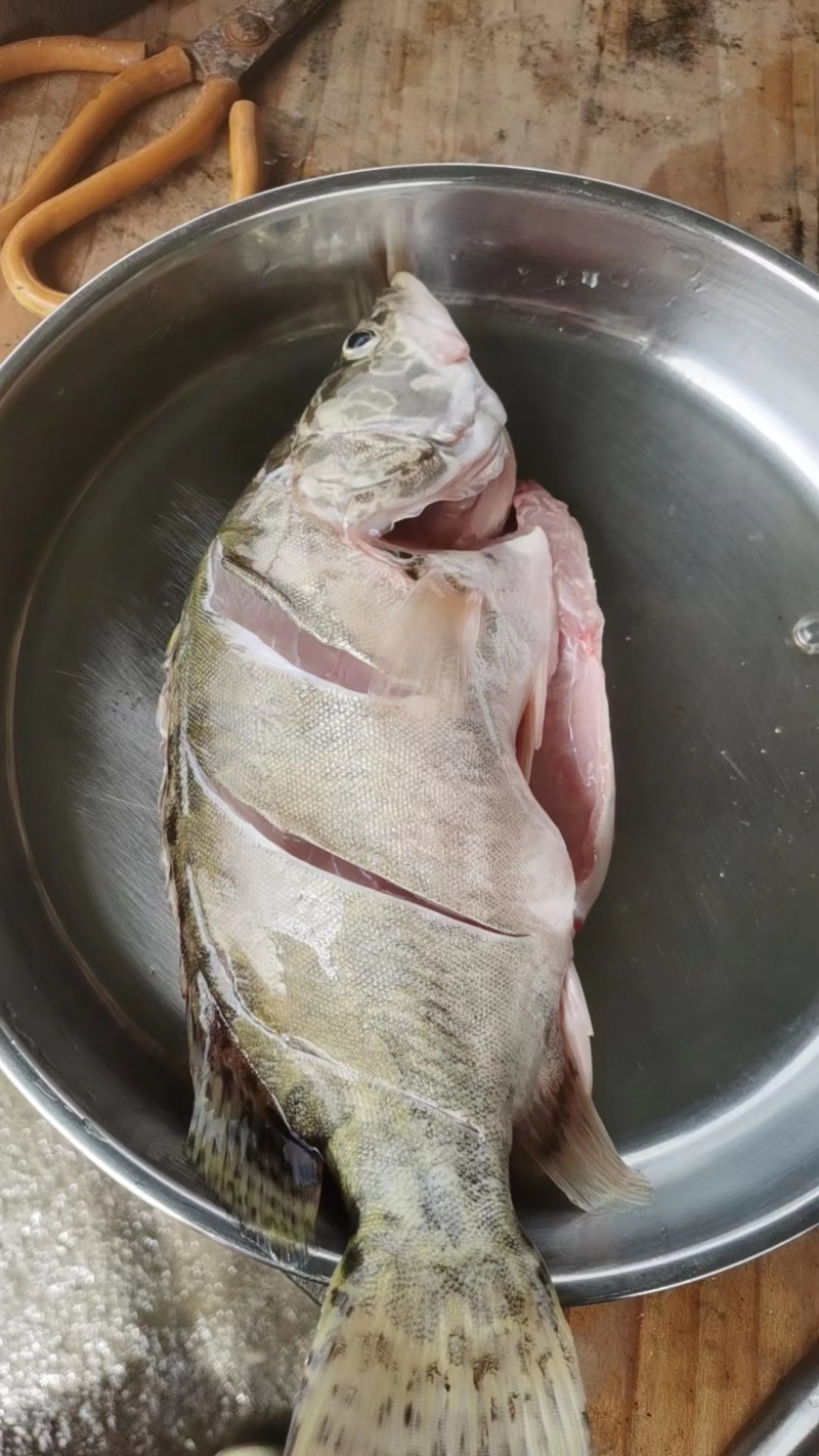 新鱼鱼仔桂花鱼热卖中诚信经营活桂鱼鳜鱼常年供货量大价优
