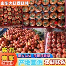 山东大红西红柿、粉柿子专业对接出口、商超，批发市场1