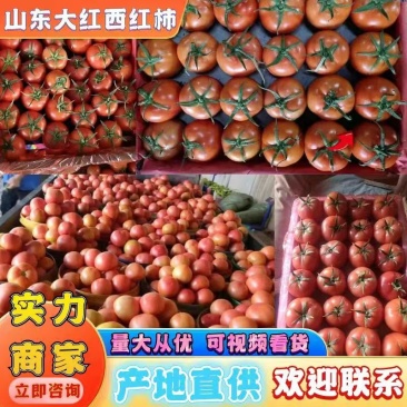 山东大红西红柿、粉柿子专业对接出口、商超，批发市场1