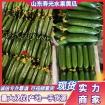 山东寿光小黄瓜精品水果黄瓜常年有货，承接全国市场平台1