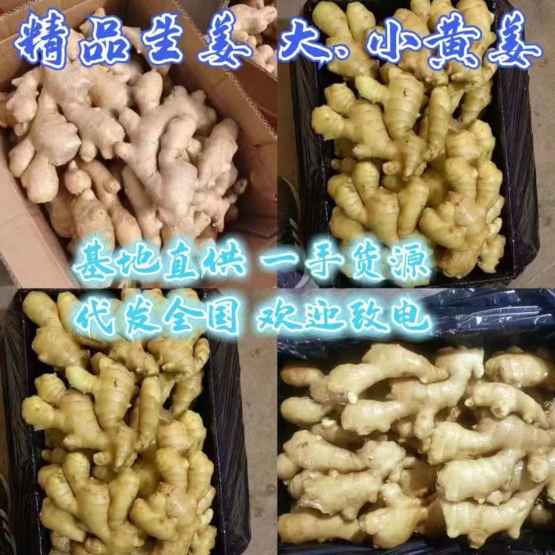 生姜产地认证出口用，精品大姜，小黄姜多种规格，欢迎采购1