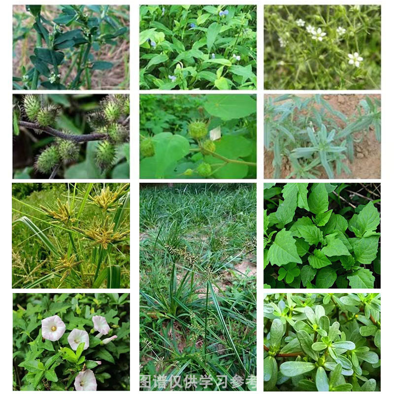 五指毛桃除草剂苗后除禾阔叶莎草香附子日本草臭草精喹禾灵