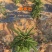 五指毛桃除草剂除禾阔叶莎草香附子日本草臭草刺儿菜精喹禾灵