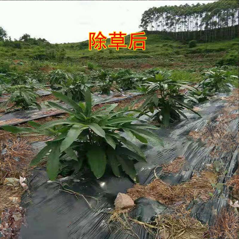 五指毛桃除草剂除禾阔叶莎草香附子日本草臭草刺儿菜精喹禾灵