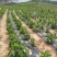 五指毛桃除草剂除禾阔叶莎草香附子日本草臭草刺儿菜精喹禾灵