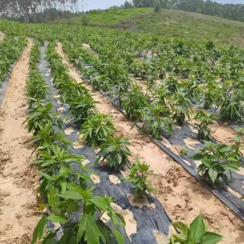 五指毛桃除草剂除禾阔叶莎草香附子日本草臭草刺儿菜精喹禾灵