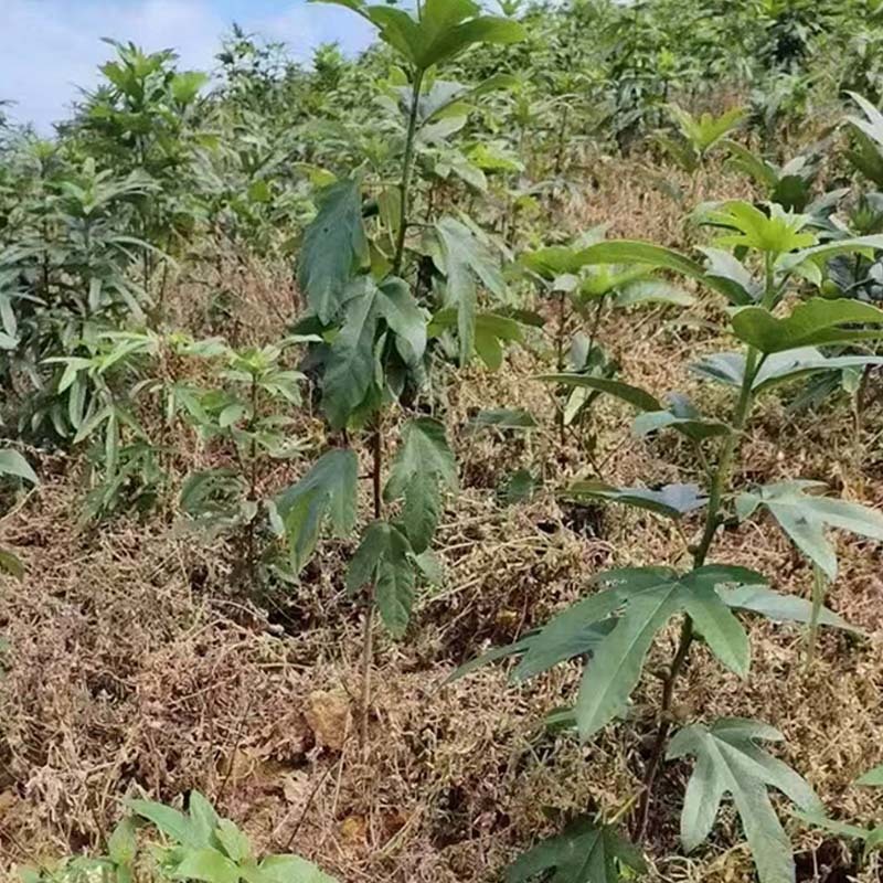 五指毛桃除草剂除禾阔叶莎草香附子日本草臭草刺儿菜精喹禾灵