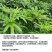 五指毛桃除草剂除禾阔叶莎草香附子日本草臭草刺儿菜精喹禾灵