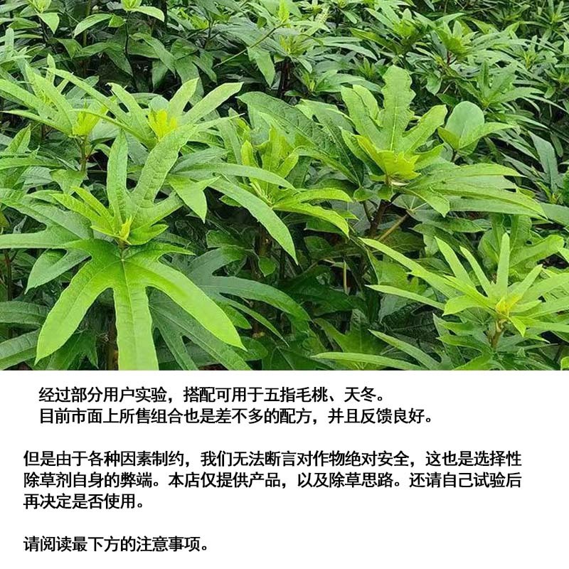 五指毛桃除草剂除禾阔叶莎草香附子日本草臭草刺儿菜精喹禾灵