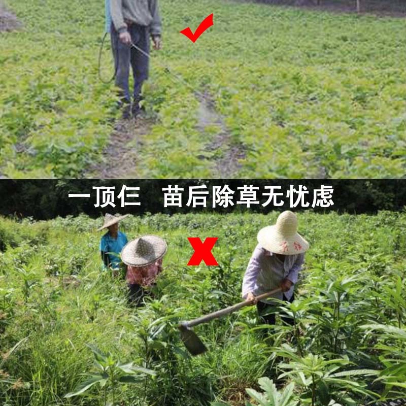 五指毛桃除草剂除禾阔叶莎草香附子日本草臭草刺儿菜精喹禾灵