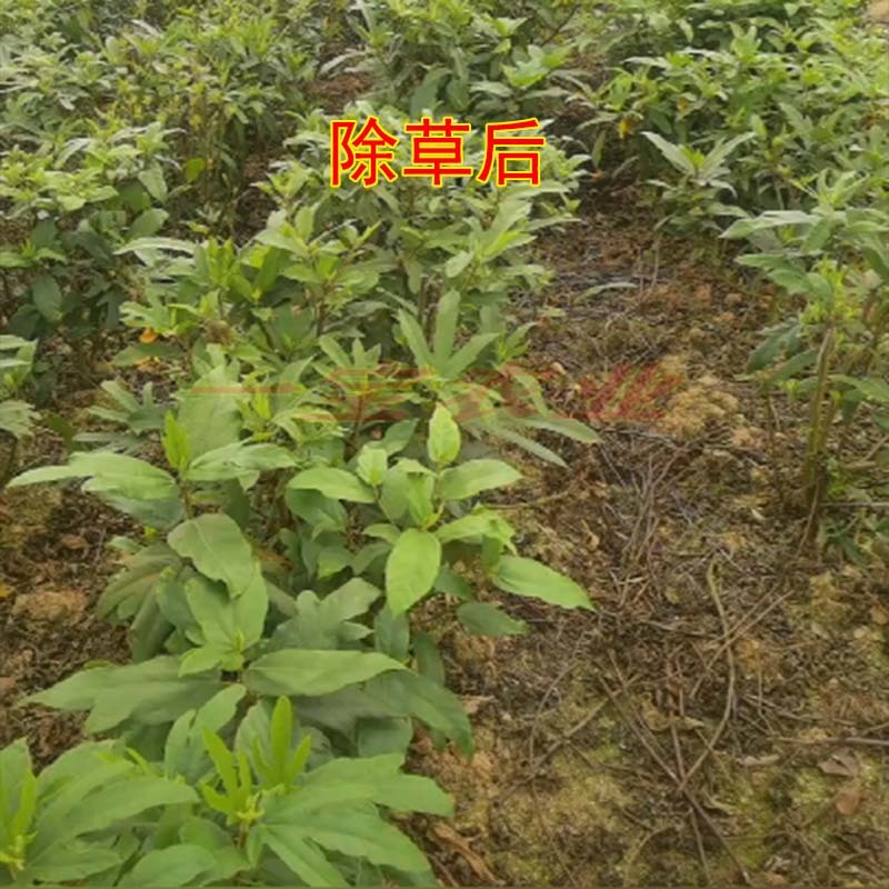 五指毛桃除草剂苗后除禾阔叶莎草香附子日本草臭草刺儿菜禾灵
