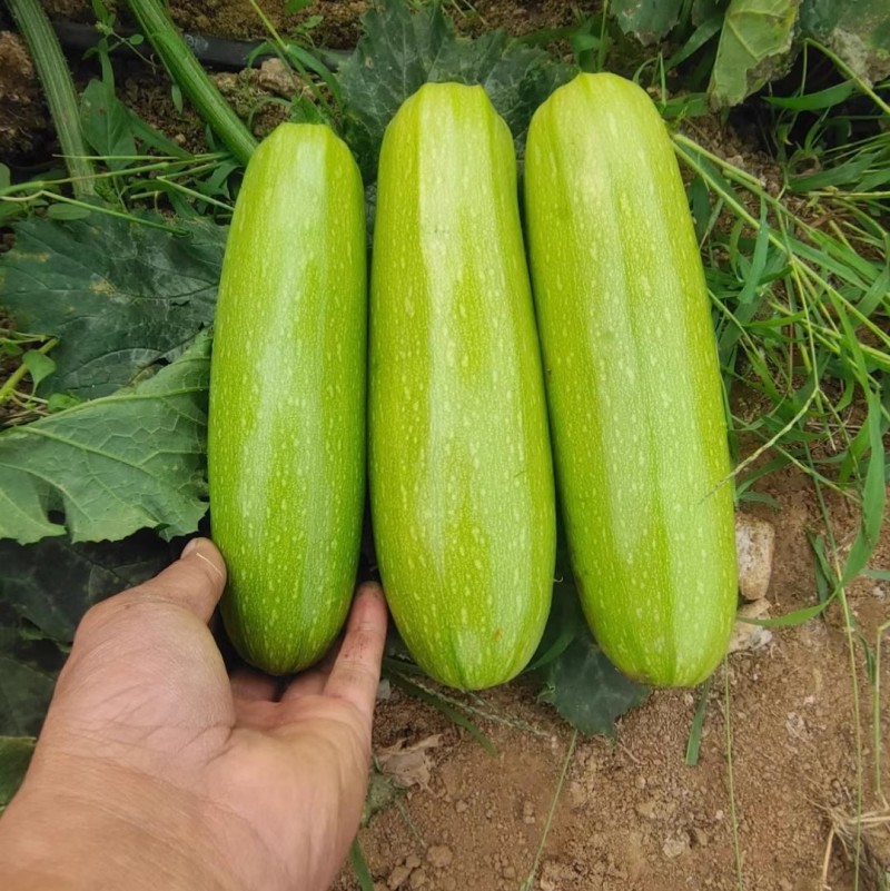菜都丰宝西葫芦种子耐寒秋越冬早春油亮翠绿