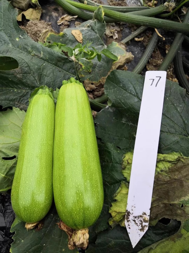 菜都丰宝西葫芦种子耐寒秋越冬早春油亮翠绿