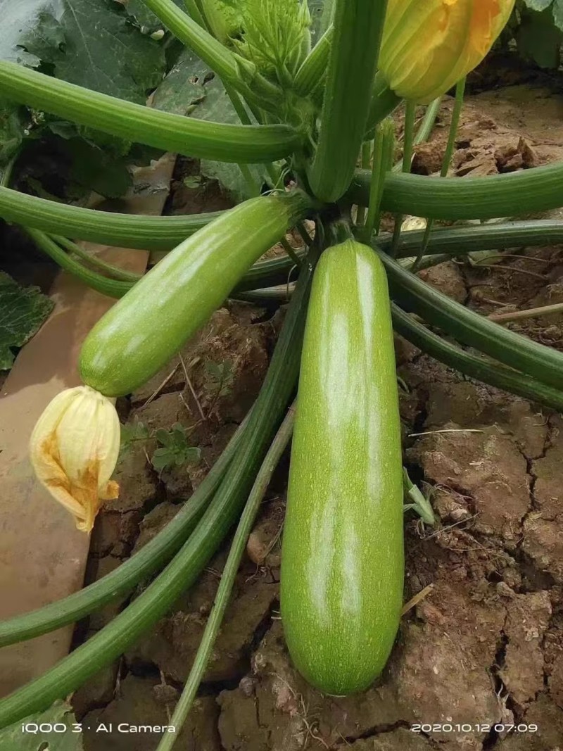 菜都丰宝西葫芦种子耐寒秋越冬早春油亮翠绿