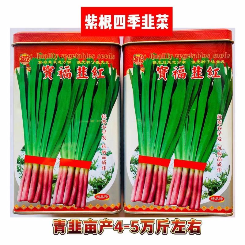 宝福红根韭菜种子抗病抗寒春早发叶色浓绿肥厚
