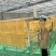 广东河源和平优质黄豆制品客家腐竹