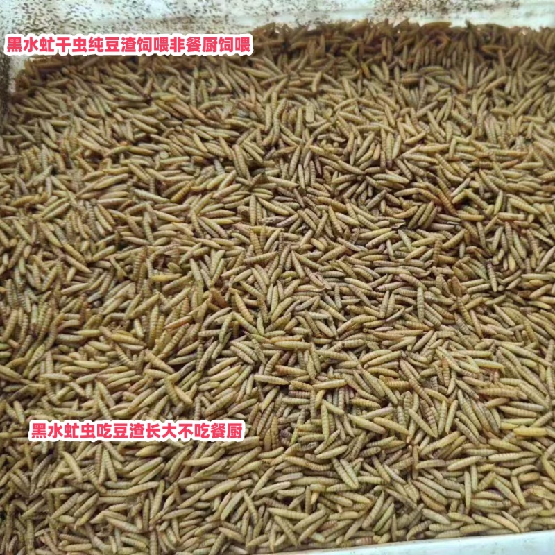 黑水虻干虫纯豆渣饲喂观赏鱼饲料鲈鱼饲料鸡饲料鸭饲料