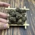 云南猫爪草中药材500g批发药材新货猫爪草煲汤