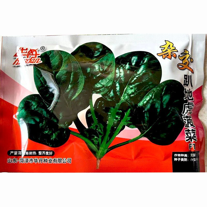 圆叶趴地菠菜种子杂交耐寒深绿厚实产量高耐抽薹