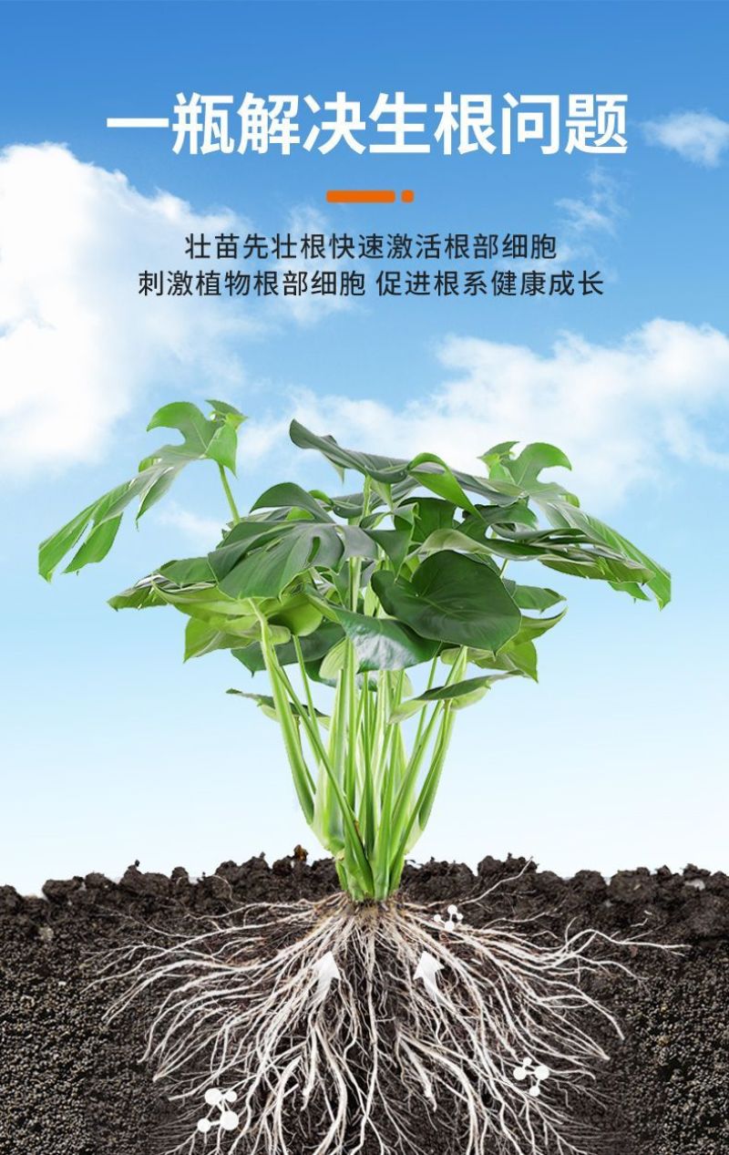 爆根原液强力生根壮苗剂移栽扦插果树花卉绿萝专用促生根壮根