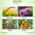 速绿120叶绿素氨基酸叶面肥提苗壮棵增绿增厚水溶肥料