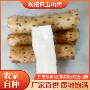 【荐】现挖正宗白玉山药可视频看货香甜粉糯直发代发