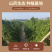 【荐】现挖正宗白玉山药可视频看货香甜粉糯直发代发