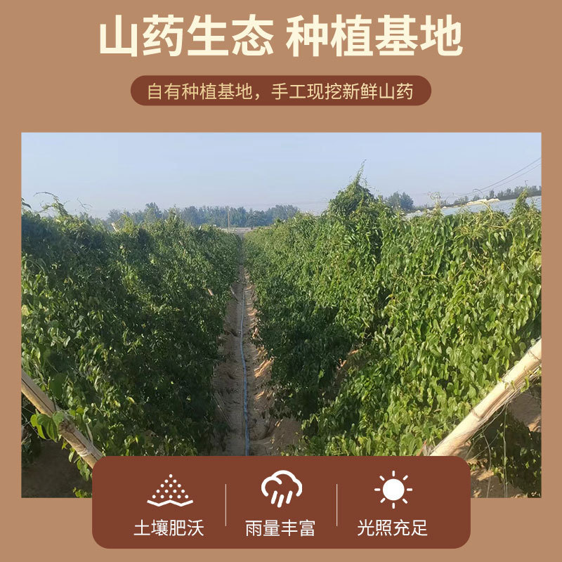 【荐】现挖正宗白玉山药可视频看货香甜粉糯直发代发