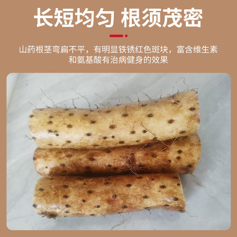 【荐】现挖正宗白玉山药可视频看货香甜粉糯直发代发