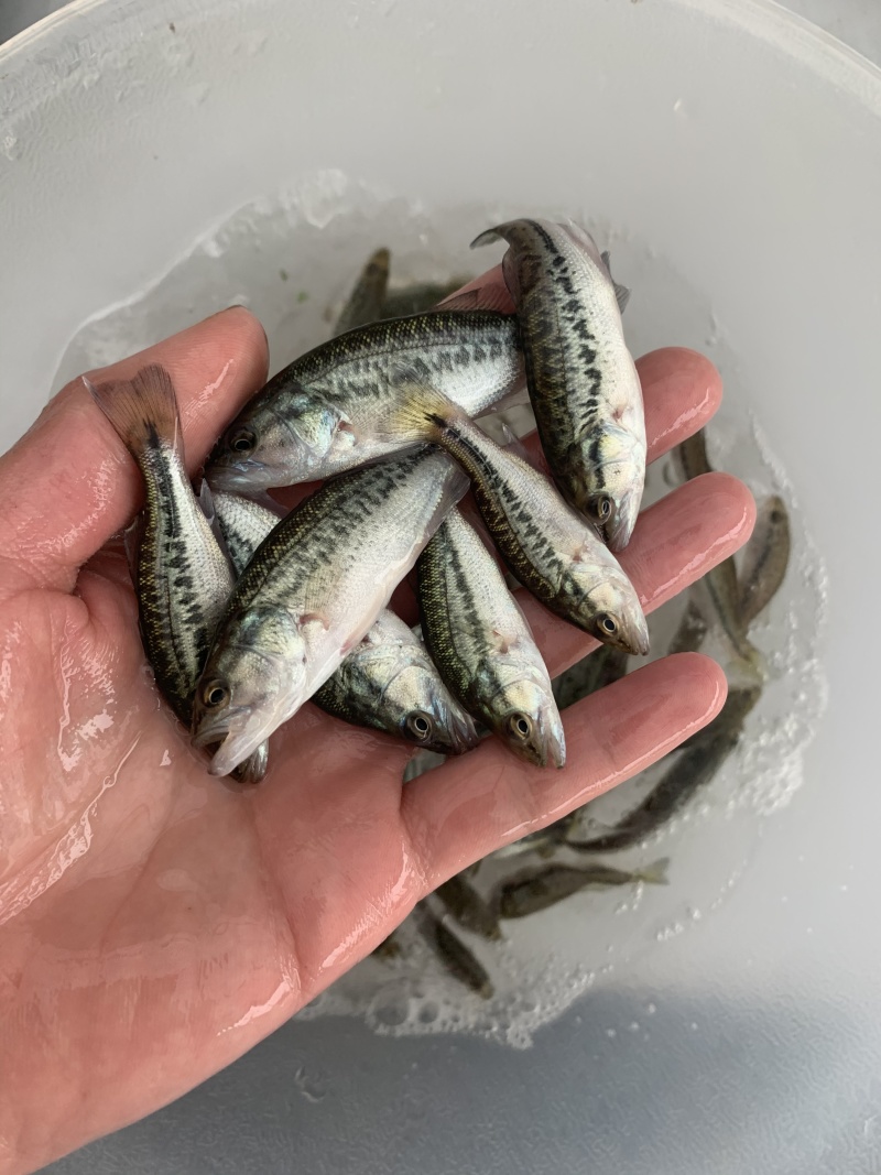 优选加州鲈鱼苗鲲腾鱼苗好鱼苗鲲腾出产地直发技术支持
