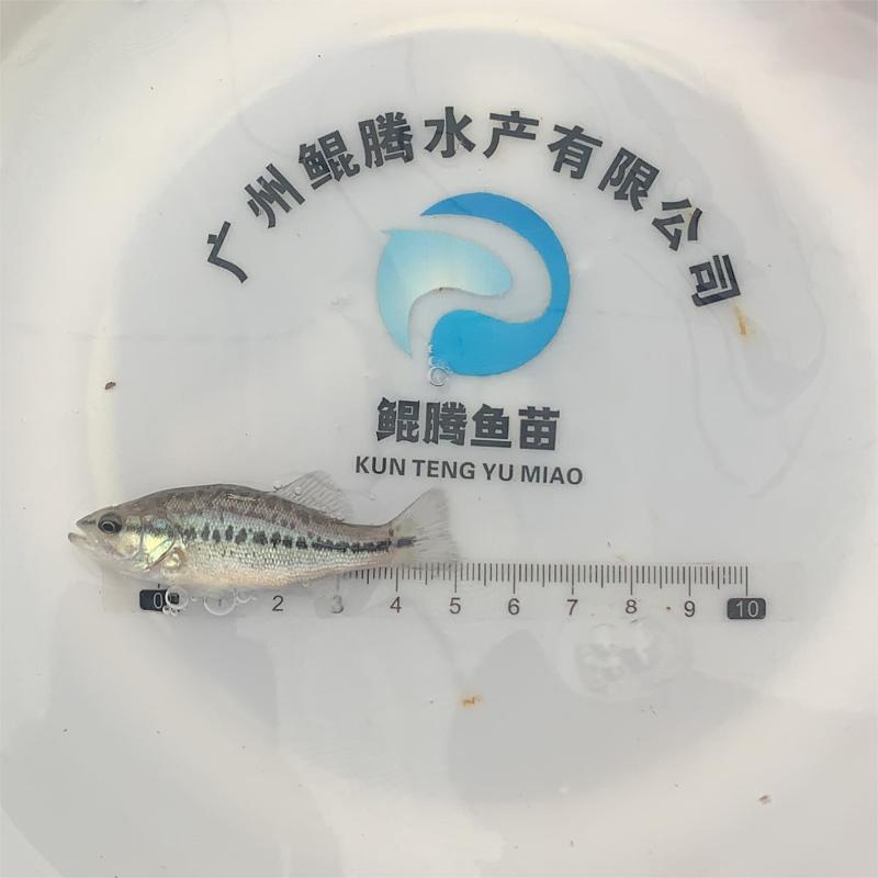 鲈鱼苗，加州鲈鱼苗，凶猛冷水鱼，淡水养殖，技术跟踪