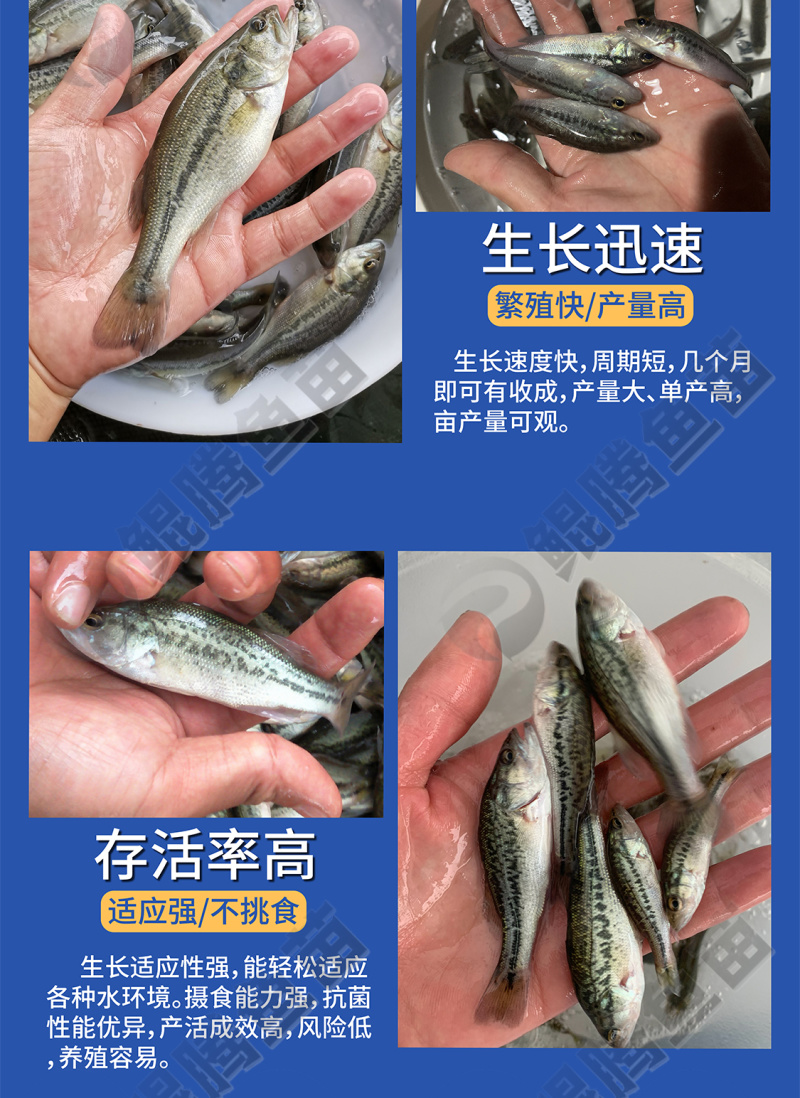 鲈鱼苗，加州鲈鱼苗，凶猛冷水鱼，淡水养殖，技术跟踪