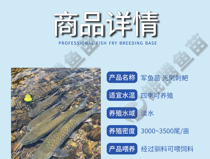 优质鲲腾军鱼苗光倒刺鲃鱼苗青竹皖鱼全国发货技术指导