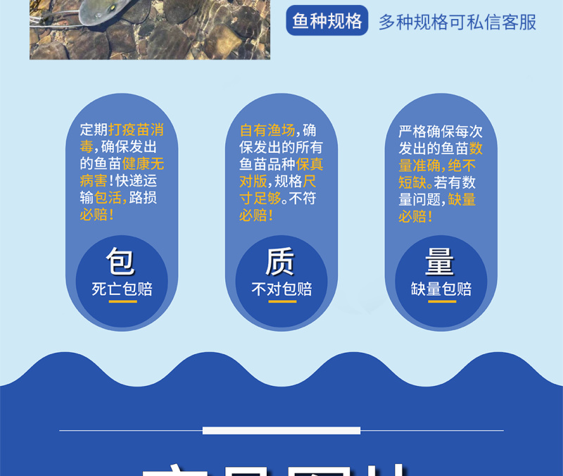 优质鲲腾军鱼苗光倒刺鲃鱼苗青竹皖鱼全国发货技术指导