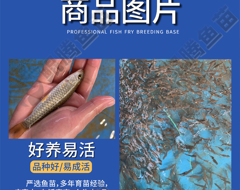优质鲲腾军鱼苗光倒刺鲃鱼苗青竹皖鱼全国发货技术指导