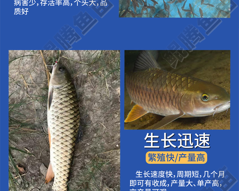 优质鲲腾军鱼苗光倒刺鲃鱼苗青竹皖鱼全国发货技术指导