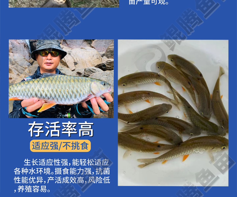优质鲲腾军鱼苗光倒刺鲃鱼苗青竹皖鱼全国发货技术指导
