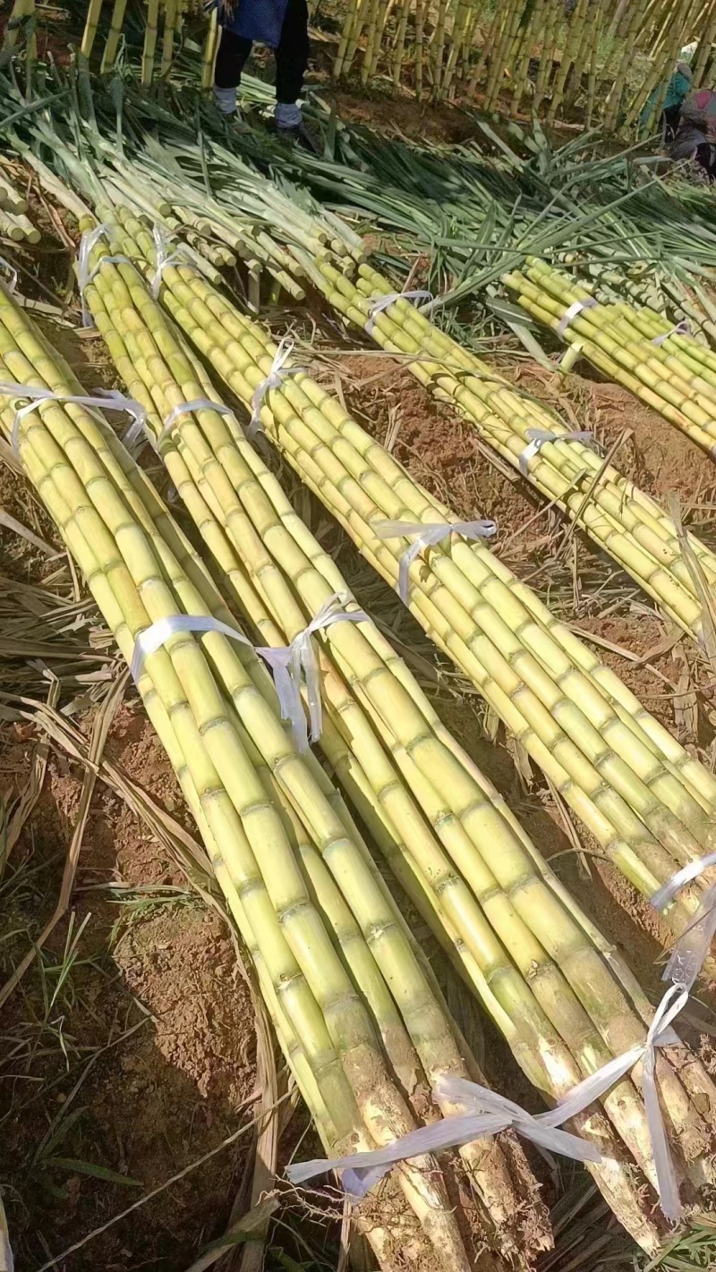 云南黄金甘蔗，品质保证，千亩果园，基地供货，期待您的合作