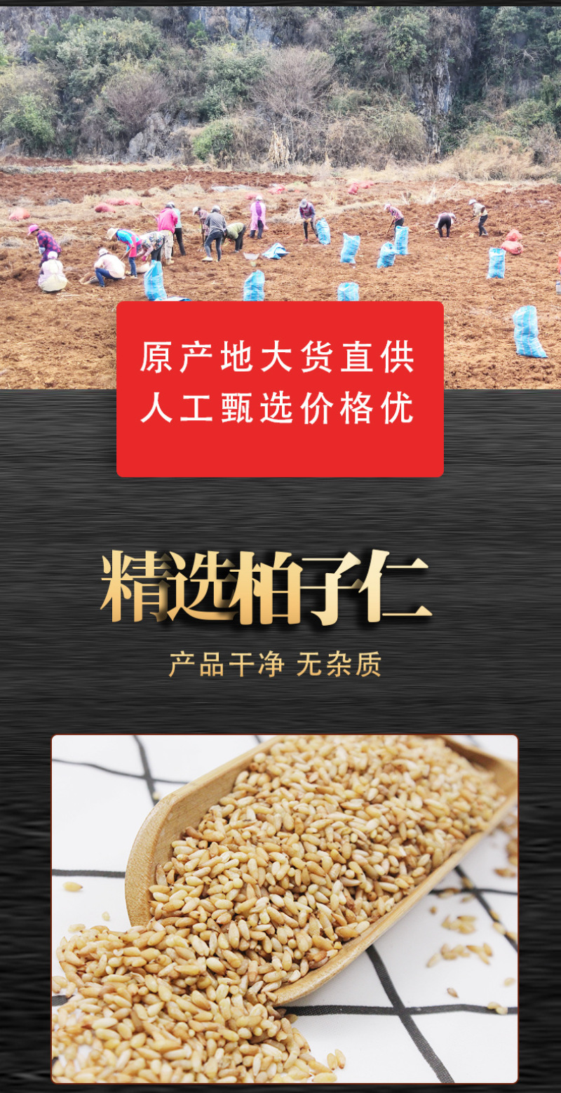 中药材柏子仁散装新货现货柏子仁批发柏子仁去壳柏籽仁