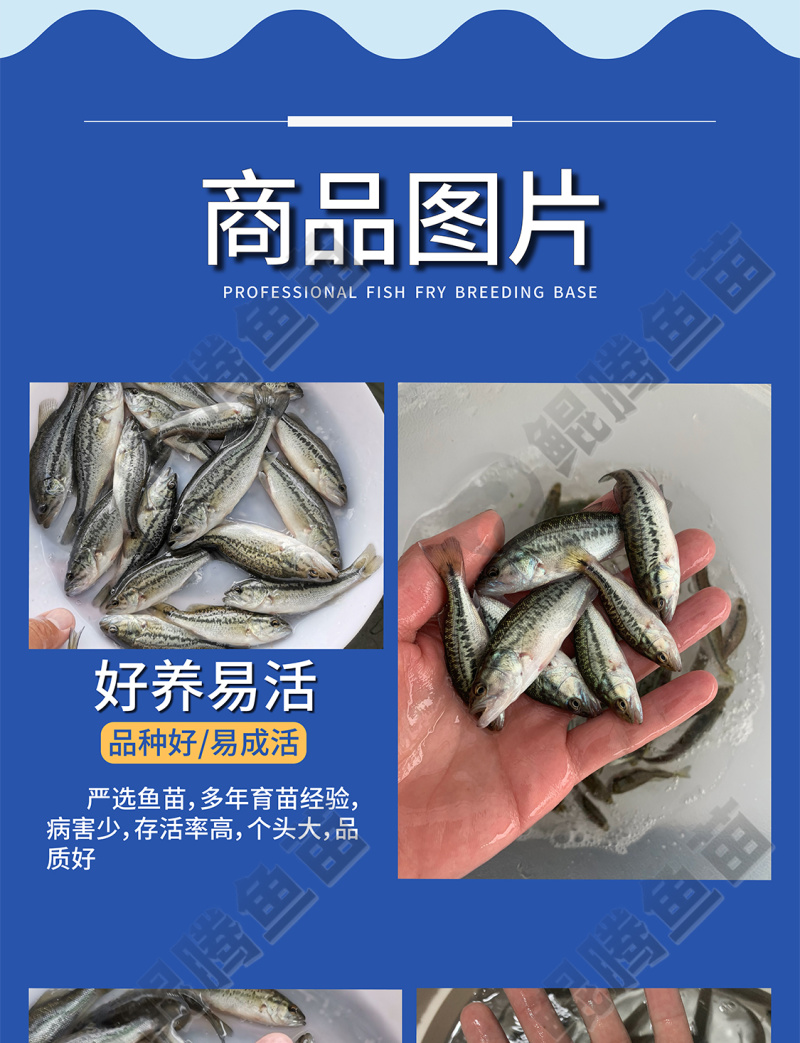 鲲腾优选加州鲈鱼苗优选苗种全国供应技术支持