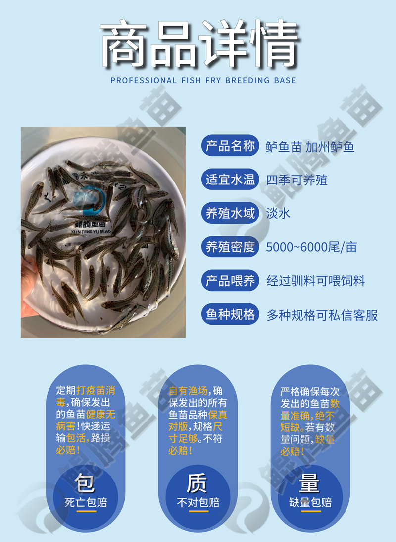 优选加州鲈鱼苗鲲腾鱼苗好鱼苗鲲腾出产地直发技术支持