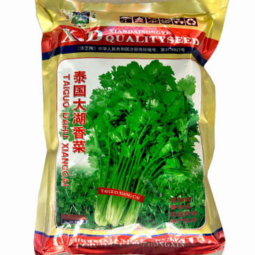 香菜种子泰国大湖香菜芫荽籽抗抽苔香味浓抗寒耐热