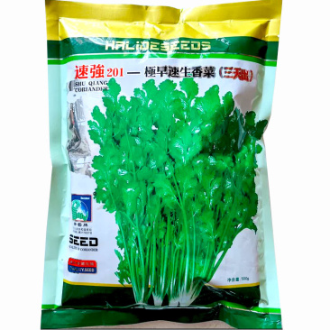 速强201香菜种籽芫荽种子三天出耐热耐寒生长快香味浓