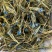 蒙藏药材龙胆花西藏特产玉美人金蓝茵中药材批发