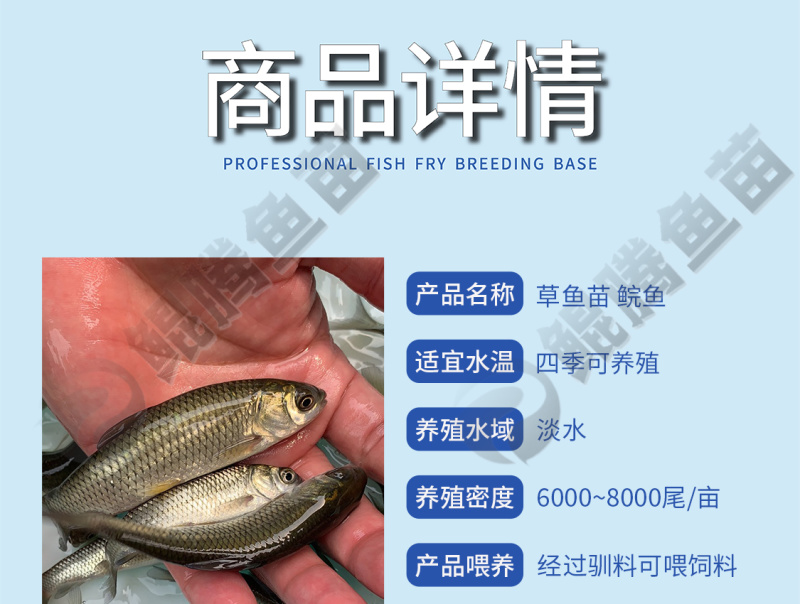 鲲腾优选长江一号草鱼苗源头直销抗病能力强技术支持