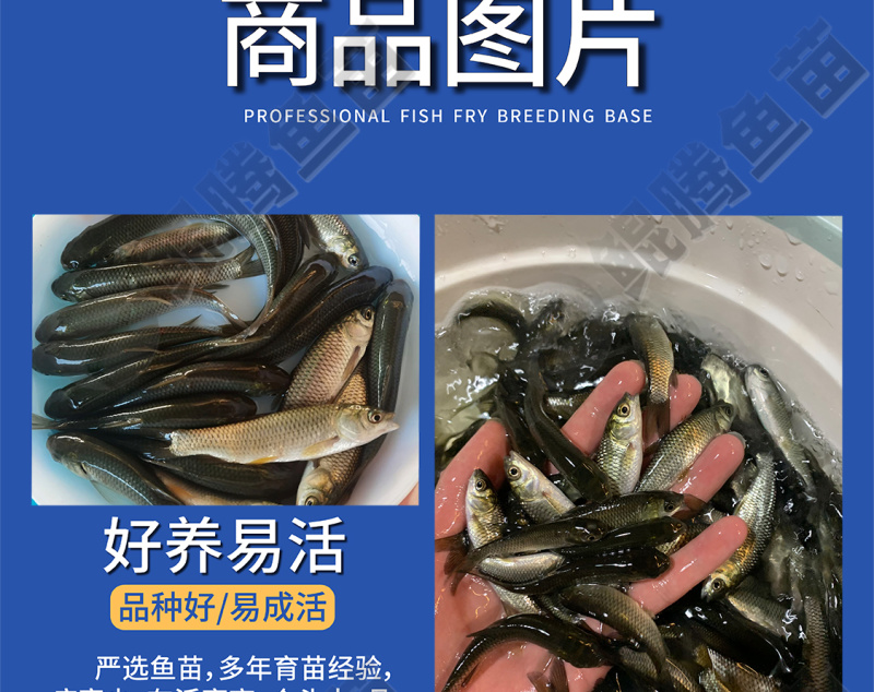 鲲腾优选长江一号草鱼苗源头直销抗病能力强技术支持